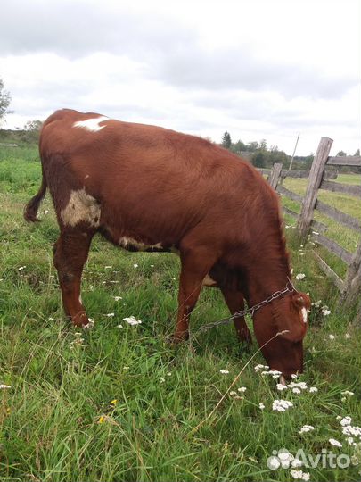 Телка 6 месяцев