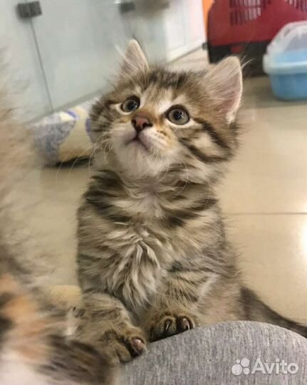 Локки и Лакки ищут свой Дом