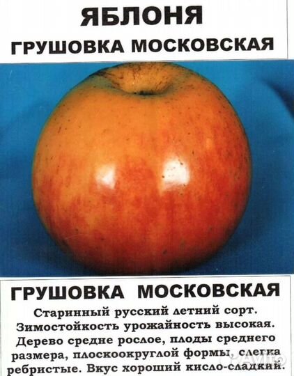Саженцы яблони