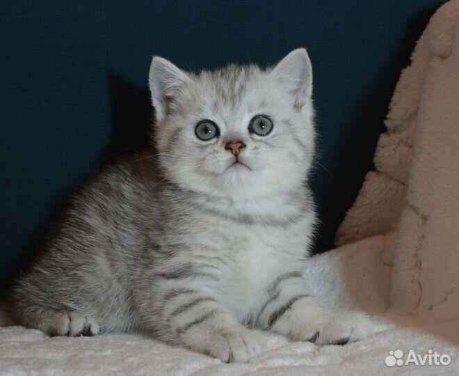 Британцы. Серебро и золото