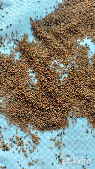 Семена рыжика