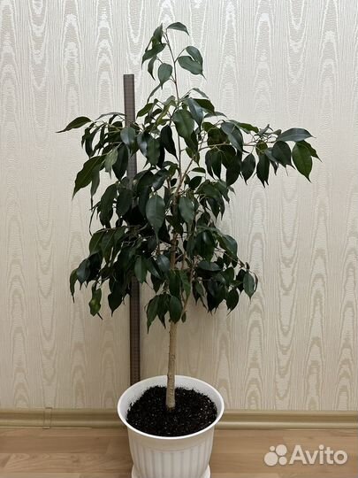 Фикус бенджамина