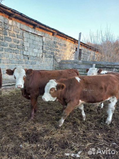 Бычки и быки