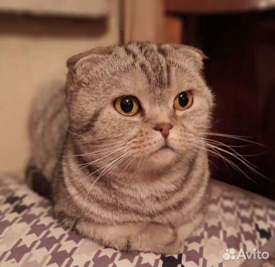Шотландская вислоухая кошка