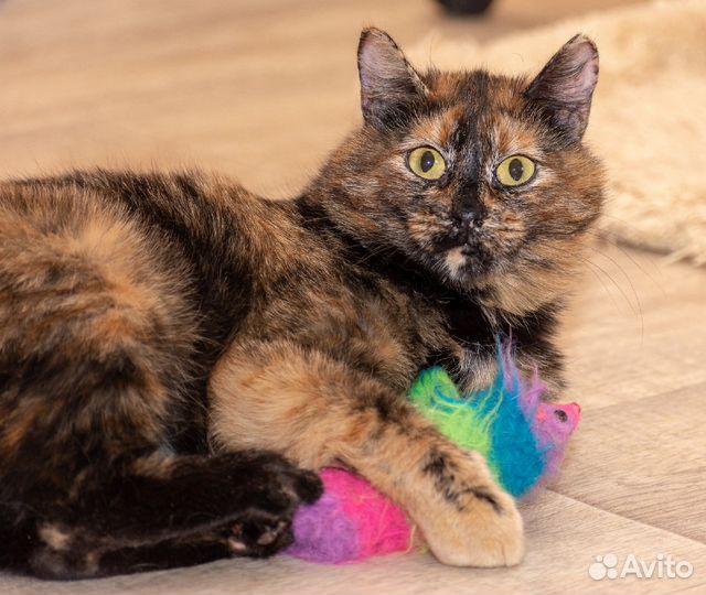 Пеструшка Влада