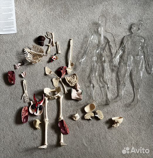 Скелет человека, Edu Science lab