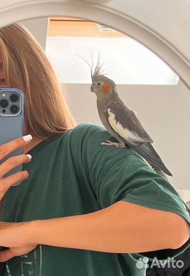 Попугаи корелла с клеткой