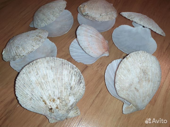 Раковина моллюска ракушка для аквариума