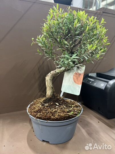 Дерево бонсай