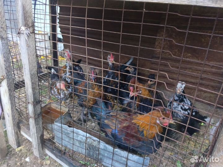 Японские куры