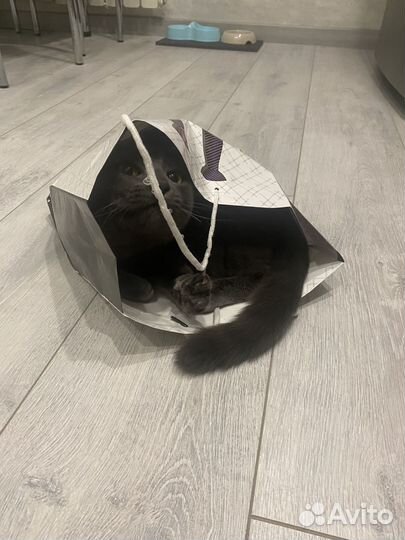 Кот в добрые руки