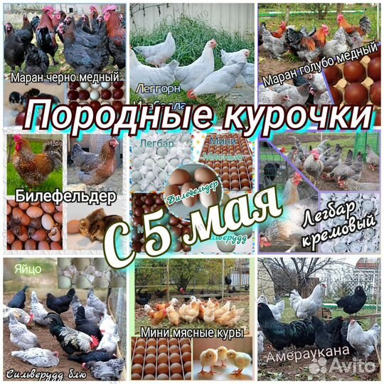 Молодки, породные куры, петухи