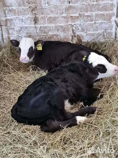Бычки Холмогор помес с абердин ангусом до 3х месяц