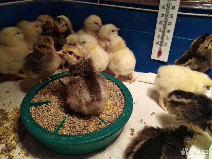 Петушки, инкубатор