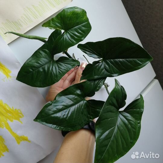 Наборы растений бурле макс вар сингониум ред андер