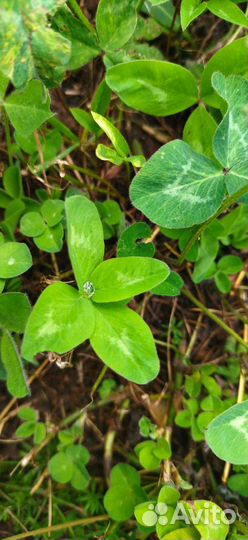 Амулет на удачу клевер четырёх и пятилистный