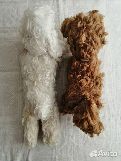 Собака кудрявая СССР