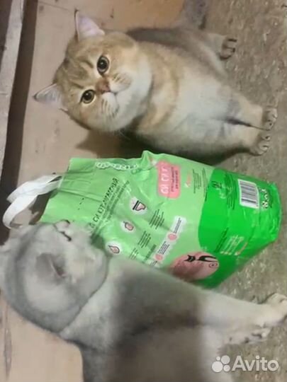 Коты для вязки