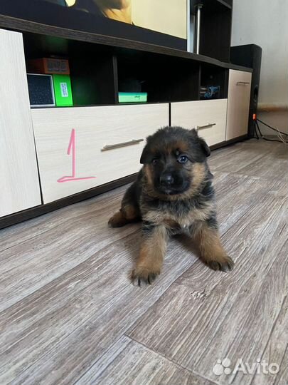 Немецкая овчарка