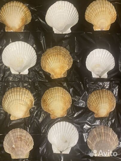 Раковины морского гребешка