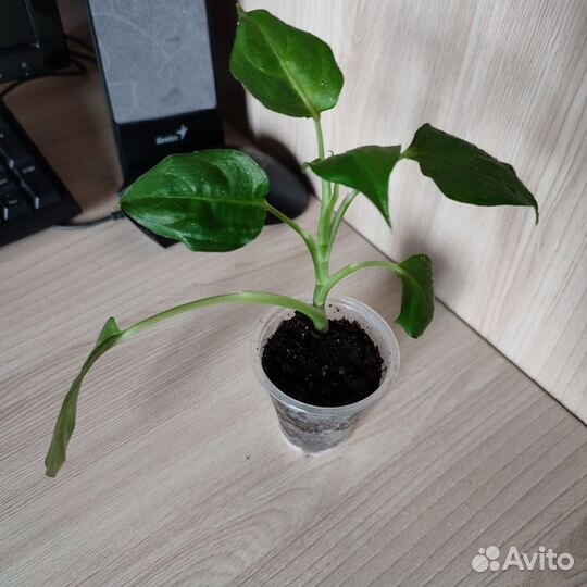 Комнатные цветы