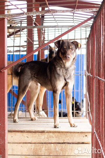 Собака Шелл ищет дом