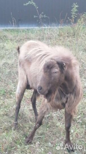 Козел и козел