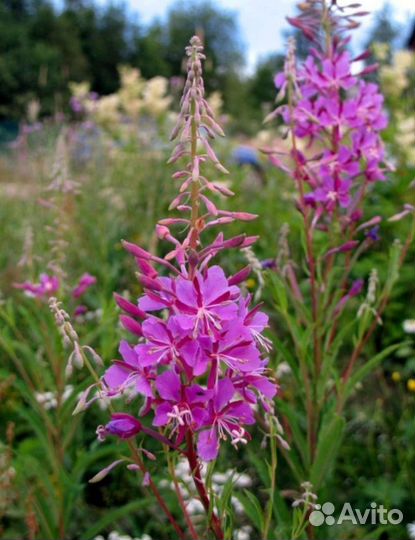 Мед Иван-чай (Кипрей)