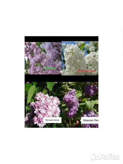 Сирень в ассортименте