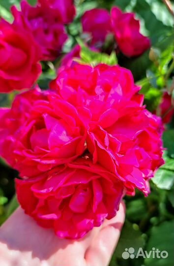 Пион корни куста