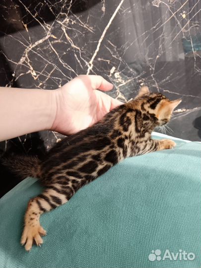 Бенгальские котята