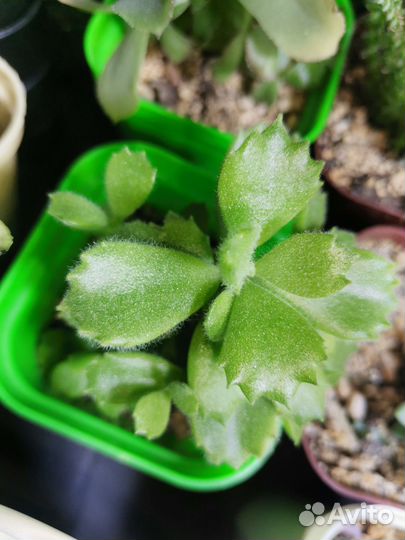 Суккуленты 2