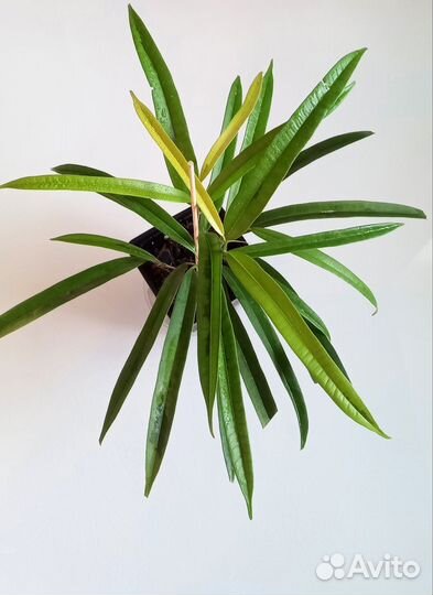 Фикусы али амстел голд, эластика робуста