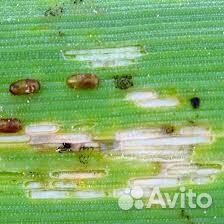 Имидашанс плюс, ск (инсектицид) аналог Борей