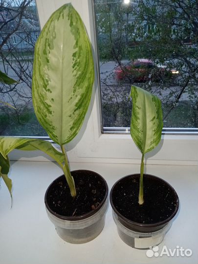 Комнатные цветы