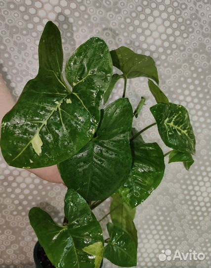 Сингониум панда, империал вайт, Венейшен