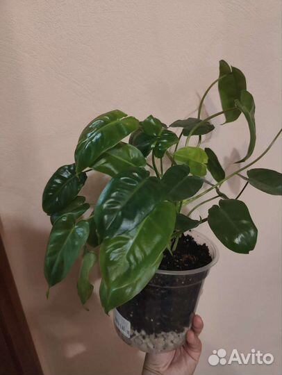 Филодендрон бурле макс