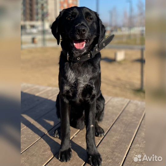 Рокки ищет семью