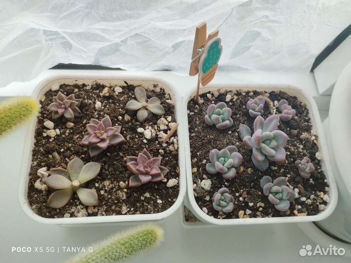 Суккуленты и не только