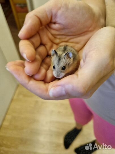 Джунгарский хомячок мальчик