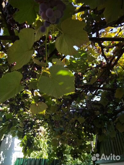 Виноград на вино, сок