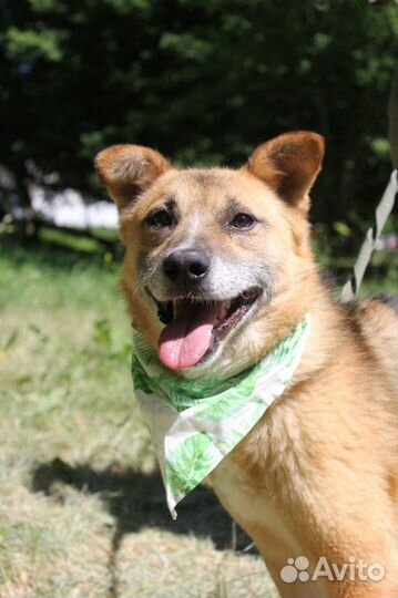 Небольшой песик пропадает в приюте