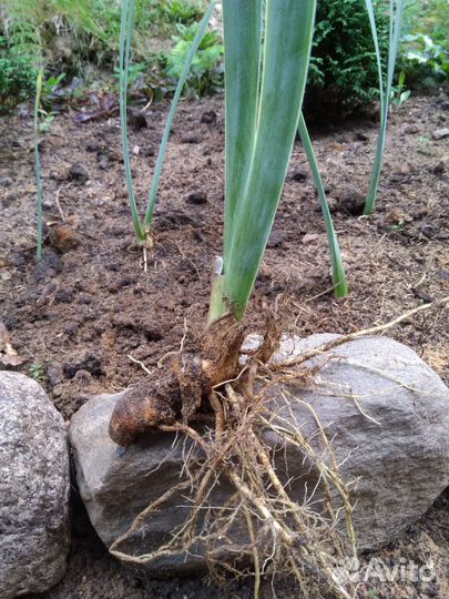 Ирис, астильба