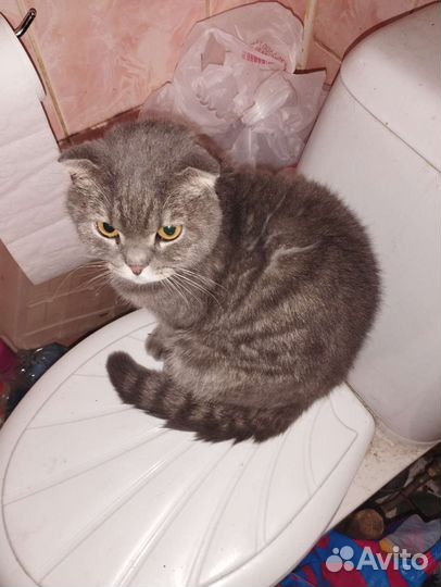 Шотландская вислоухая