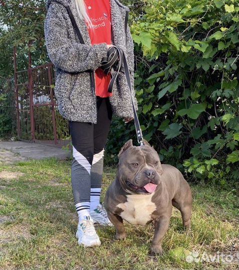 Американский булли вязка