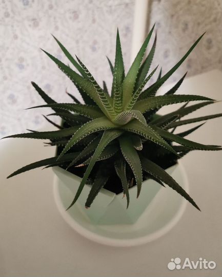 Хавортия полосатая