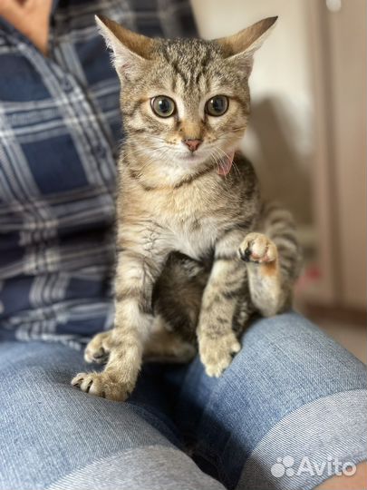 Девочки котята в добрые руки