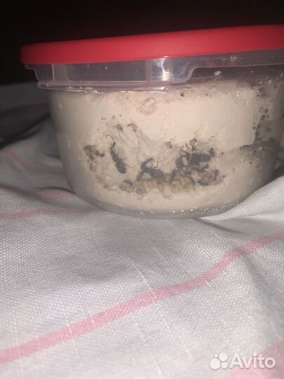 Колонии Муравьёв Lasius niger тетрамориум