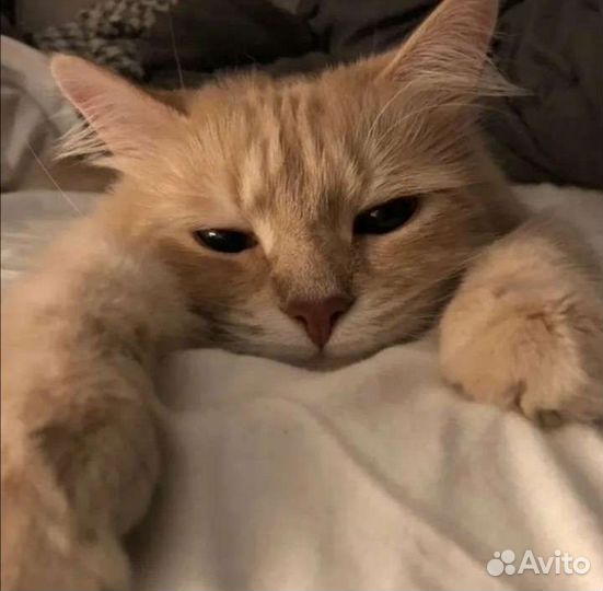 Котик персиковый лео