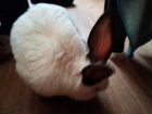 Кролик самец ищет невест на вязку